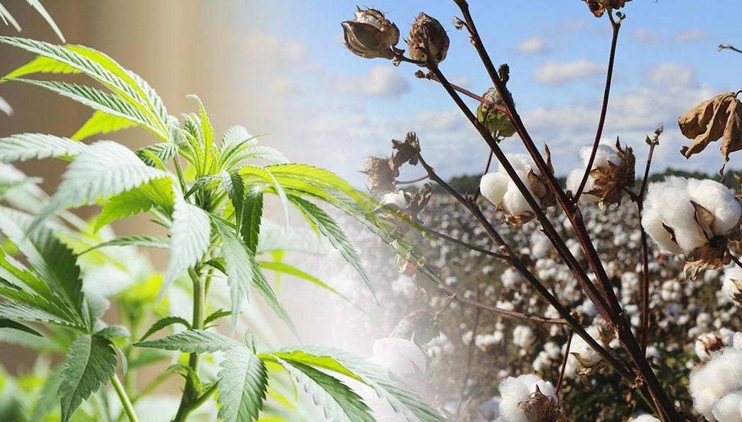 Cotton vs. Hemp Is Hemp Better Than Cotton? Hemptique